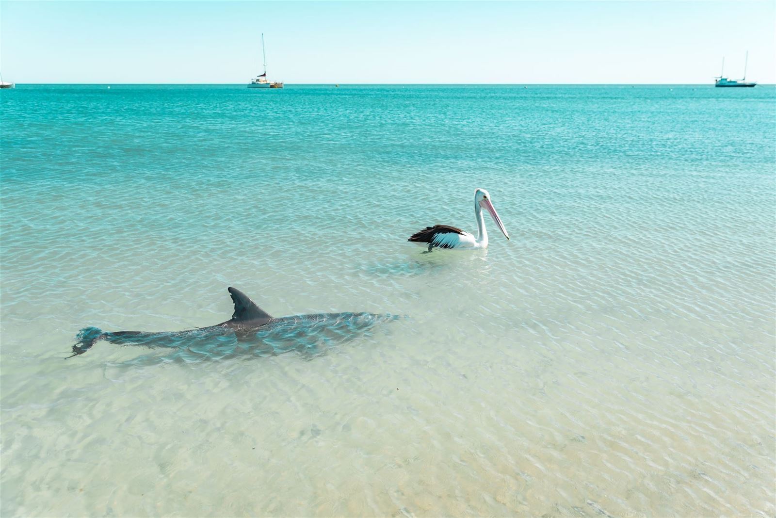 Delfin und Pelikan in Monkey Mia